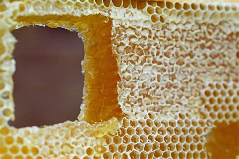 Honeycomb Comb Honey Wax · Free photo on Pixabay