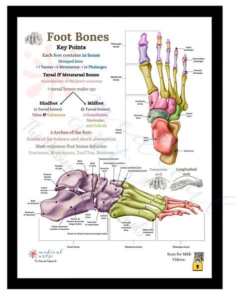 Anatomy of Human Foot Bones Display PDF Included 8x10 or 13x19 - Etsy