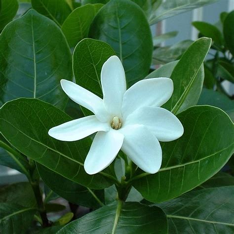 Tiare flower (Tahiti, FP) | The Tiare flower is one of Tahit… | Flickr