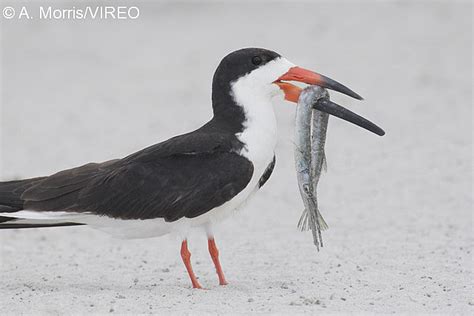 Black Skimmer m17-73-037.jpg