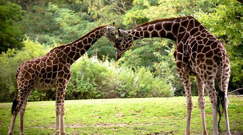 Woodland Park Zoo | Seattle and Sound