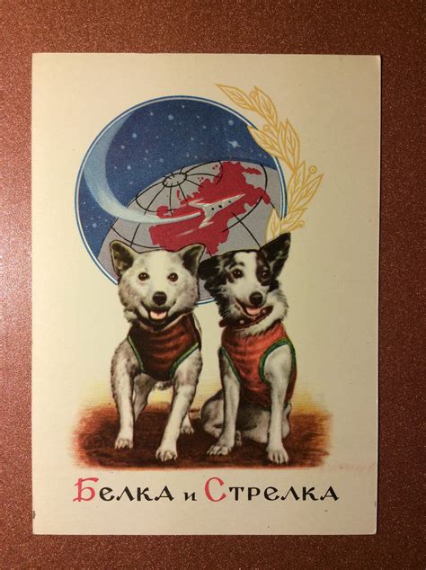 Vintage USSR Russian postcard 1961 Soviet space propaganda Dog | Etsy | Space animals, Space dog ...