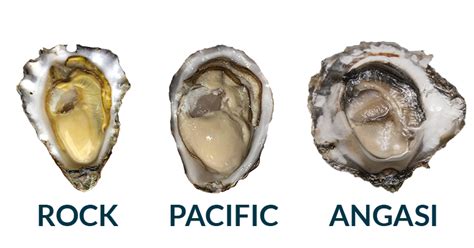 Celebrate World Oyster Day with Australia's Oyster Coast: Exploring Three Unique Oyster Species ...