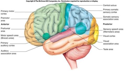 areas of brain Gross Anatomy, Brain Anatomy, Anatomy And Physiology, Cerebral Cortex Function ...