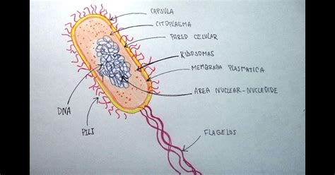 Dibujo De La Celula Procariota Y Sus Organelos - Compartir Celular