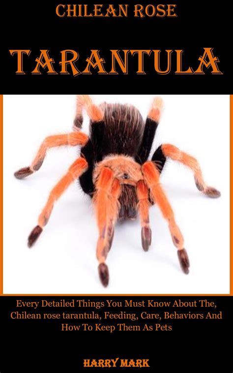 Chilean Rose Tarantula: Every Detailed Things You Must Know About The ...