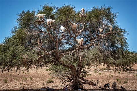 Argan: The tree that attracts goats - CGTN