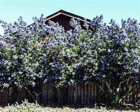 Ceanothus x arboreus 'Ray Hartman' | Mostly Natives Nursery