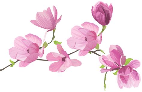 Magnolia clipart spring, Magnolia spring Transparent FREE for download ...