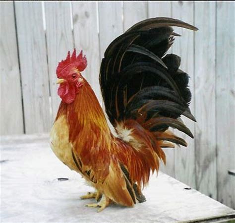 Japanese Bantam pictures, video, information and chicks.