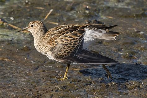 Pectoral Sandpiper by James Sellen - BirdGuides