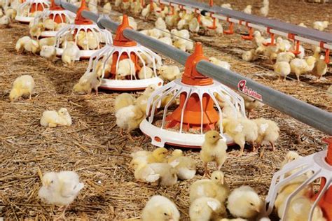 Optimal broiler production - Big Dutchman