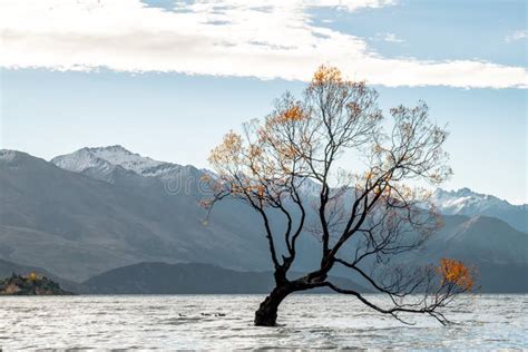 That Wanaka Tree Isolated in Lake Wanaka at Sunset in Autumn Season. I ...