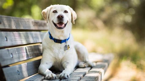 Labrador Retriever | RSPCA Pet Insurance