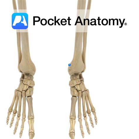 Tibia - medial malleolus - Pocket Anatomy