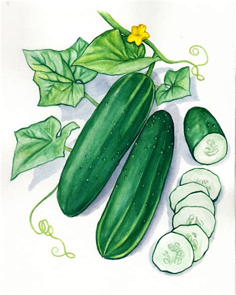 Cucumber Drawing at GetDrawings | Free download