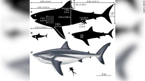 The Megalodon's Vast Size Revealed By Computational Analysis - For ...