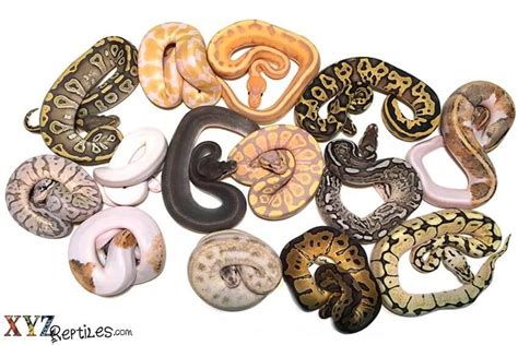 Burmese Python Morphs