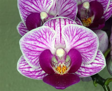 File:Orchid Flower.jpg