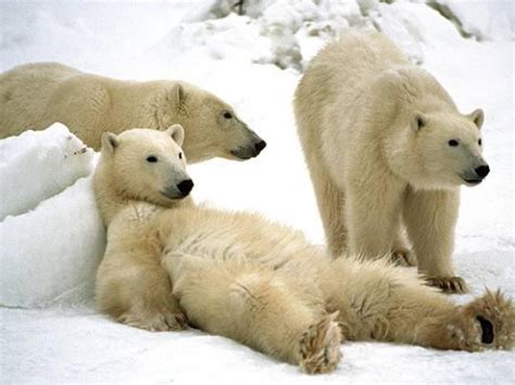 Choose your adventure level: ways to view polar bears in Churchill ...