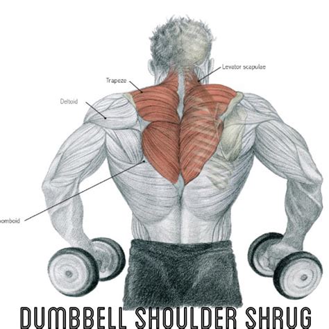 FitnessCardioWorkouts on Instagram: “#fitnesscardioworkouts #DumbbellShoulderShrug” | Shrugs ...