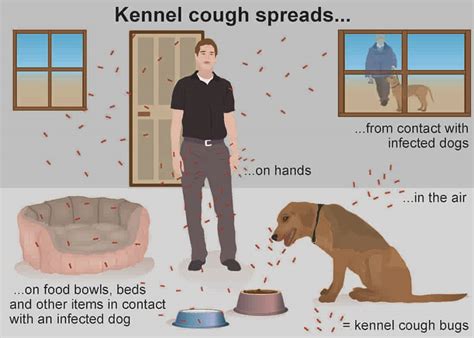 Symptoms Of Kennel Cough In Cats at Sarah Reyes blog