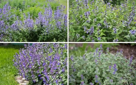 5 Different Types of Catmint (Plus Care Tips) - Garden Lovers Club