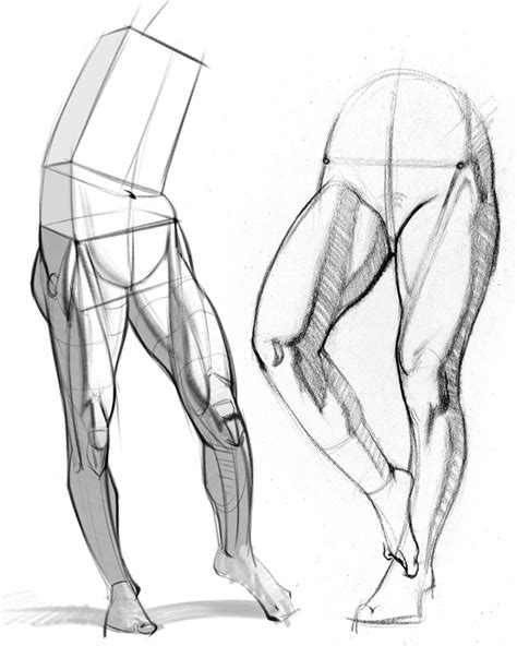 How To Draw Legs The Adductors Anatomy For Artists Anatomy - Leg ...