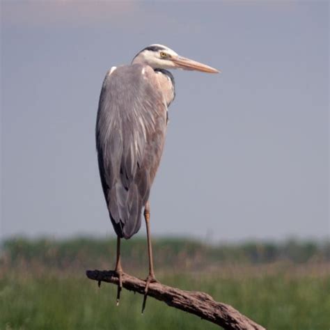 Grey Heron | BTO - British Trust for Ornithology