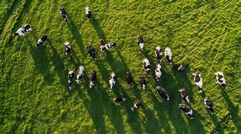 aerial view of cows on field, herd of cows from above, black and white ...