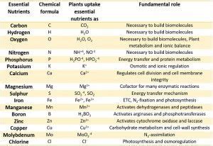 Mineral Nutrition in Plants - Definition, Essential Nutrients, Mineral ...