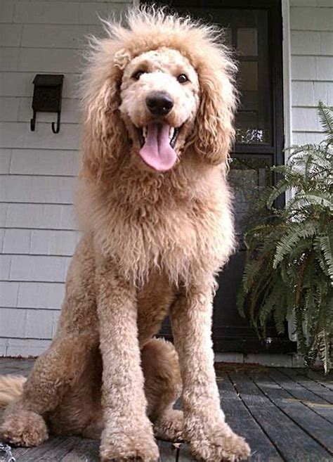 21 Reasons Labradoodles Are Wonderful Golden Retriever, Labrador Retriever, Labrador Mix, Lion ...