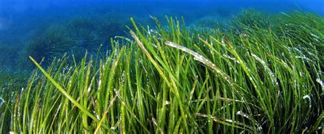 Posidonia Oceanica - Visit Andratx : Visit Andratx