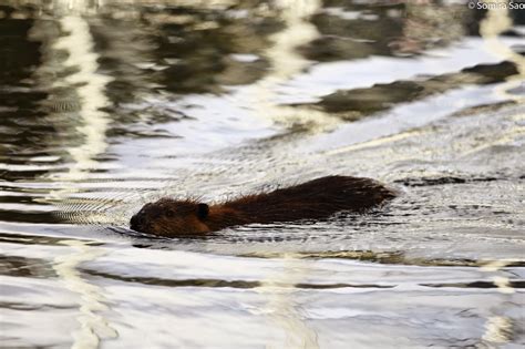 Anasazi Racing: beaver (castor canadensis)