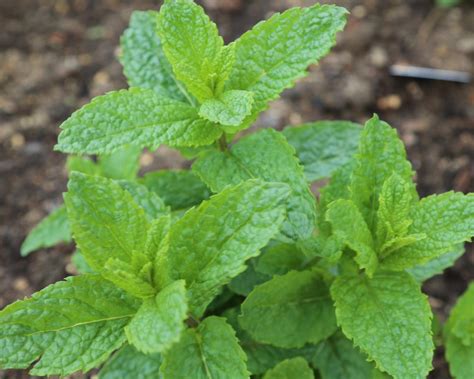 13 Easy Herbs To Grow Indoors | HGTV