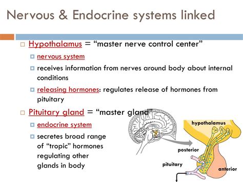 PPT - Endocrine vs. Nervous System PowerPoint Presentation, free ...