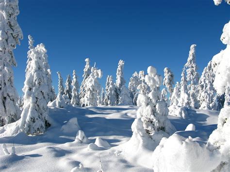 Winter forest, Sweden | Beautiful winter day in Bergslagen a… | Flickr