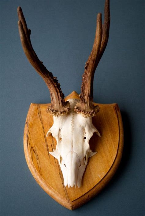 Vintage Roe deer trophy antlers mounted on a detailed by joythorpe, $70.00 | Deer trophy, Deer ...