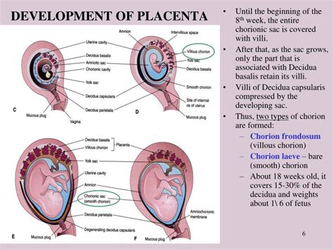 PPT - PLACENTA PowerPoint Presentation - ID:477900