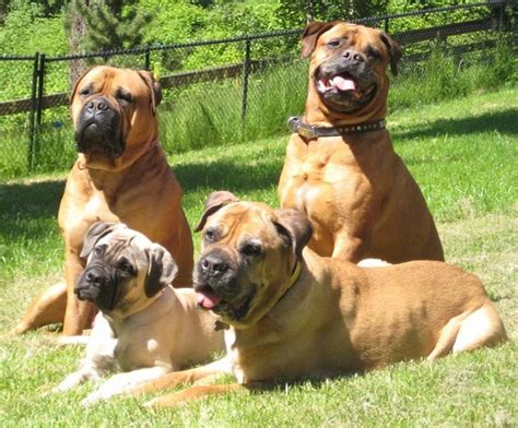 Perros de raza Bullmastiff_StevenKeough | Pitbull mastiff mix, Bull ...