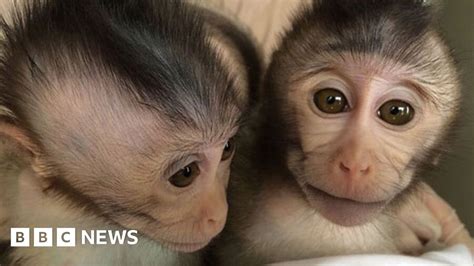 Scientists create the first ever autistic monkeys - BBC News