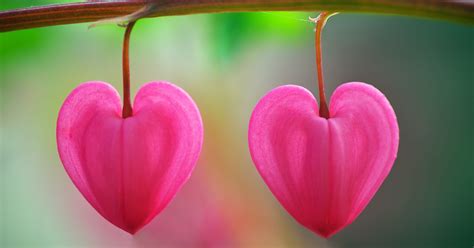 Plant With Small Heart Shaped Flowers : Part of Anthurium plant with ...