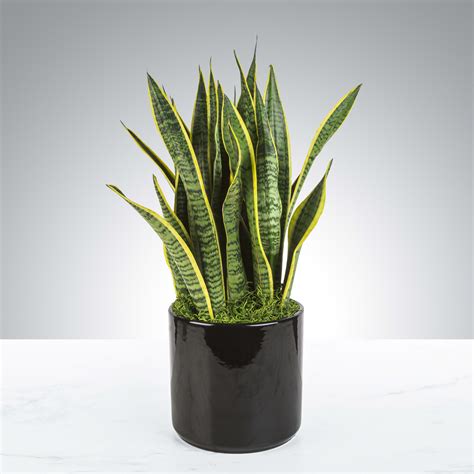 Snake Plant by BloomNation™ in Philadelphia, PA | Philadelphia Flower ...