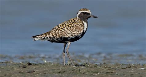 Pacific Golden-Plover Identification, All About Birds, Cornell Lab of Ornithology