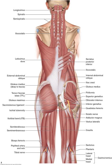 What is hamstring strain and what are its causes? | Muscle anatomy, Hip muscles anatomy, Lower ...