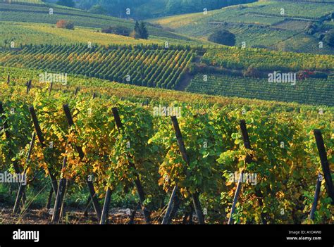 RIQUEWIHR VINEYARDS ALSACE FRANCE Stock Photo - Alamy