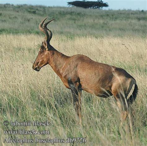 Bubal hartebeest - Alchetron, The Free Social Encyclopedia