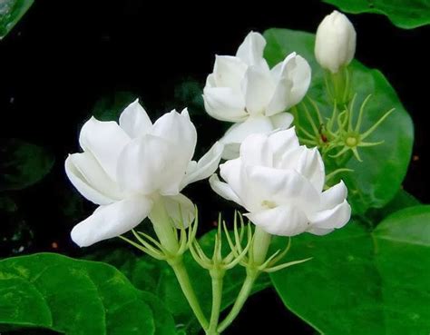 POWER FLOWERS: PHILIPPINES - SAMPAGUITA