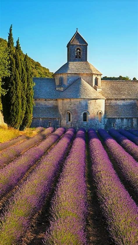 Lavender fields in provence – Artofit