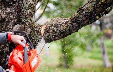 The Importance of Regular Tree Maintenance for Property Safety - Austin ...